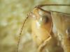 Conocephalus fuscus